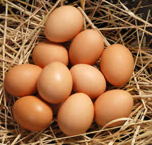 Newly Laid Eggs