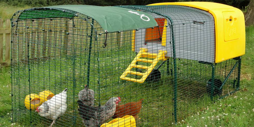 The Omlet Eglu Cube Review – Plastic Chicken Coop for 10 