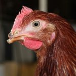 Debeaked Chicken - Egg Farming