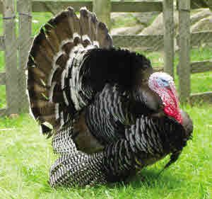 Bronze Turkey - Avian Flu Outbreak in Turkey Farm