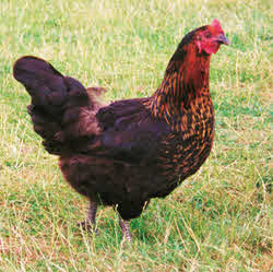 Hybrid Hen on Grass