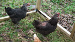 Norfolk Grey Hen with Feather Pecking