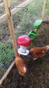 Pest Proof Poultry Feeder and Two Hens