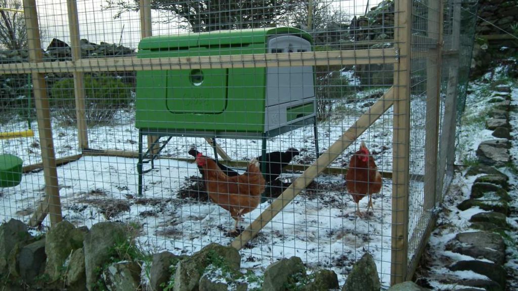 Snow Chickens