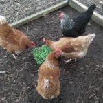Chickens Eating Microgreens