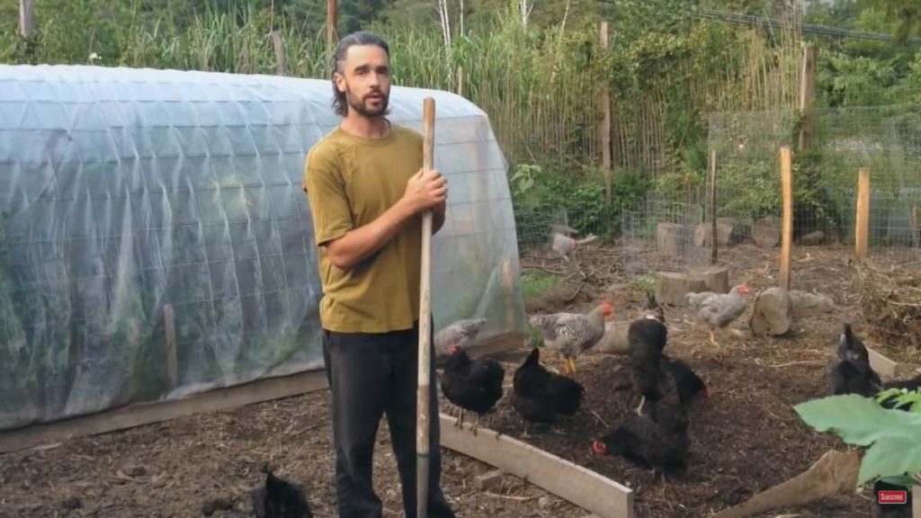 compost feeding chickens