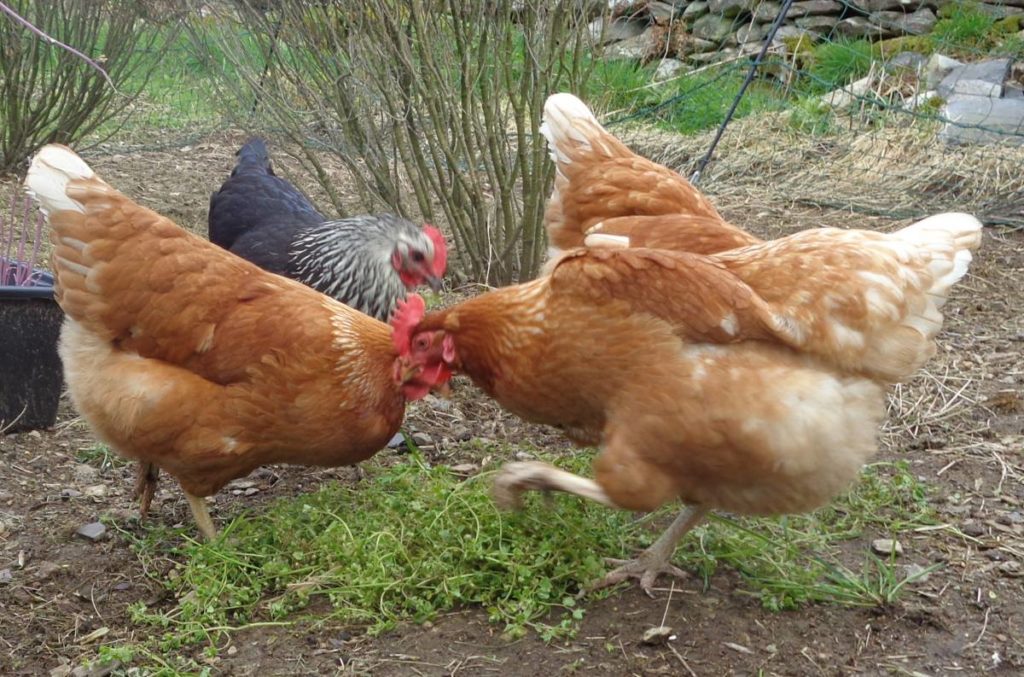 Chickens Eating Chickweed