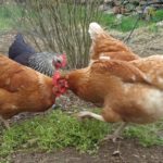 Chickens Eating Chickweed