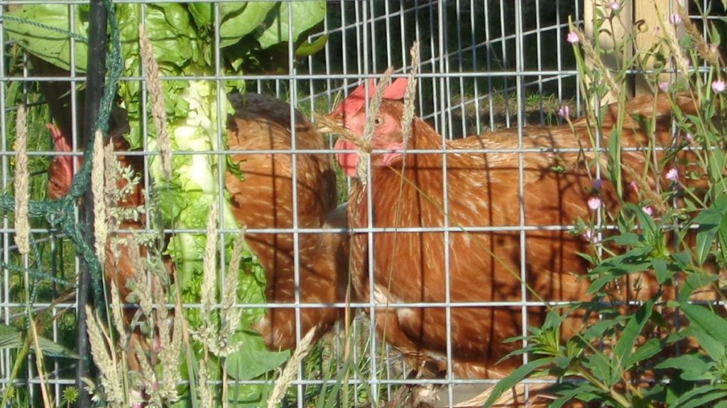Chickens Behind Wire 