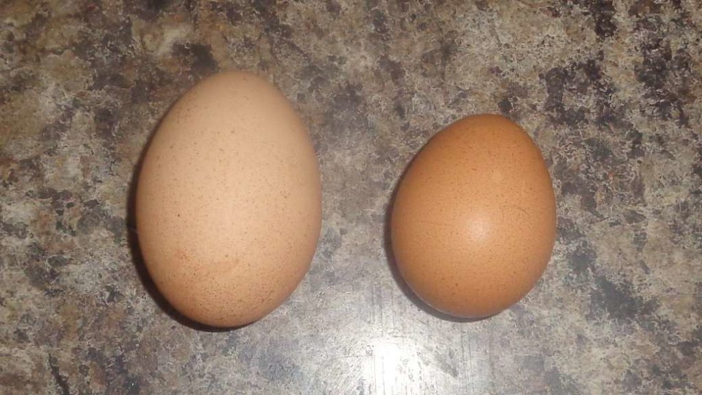 Hens Eggs