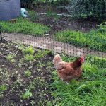 Chickens and Land Management – Omlet Fencing