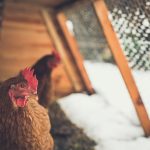 Poultry in the Winter Months: Tips for February