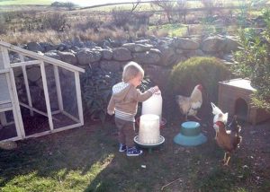 Child Feeding Chickens