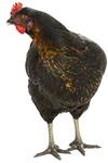 Poultry Breeder
