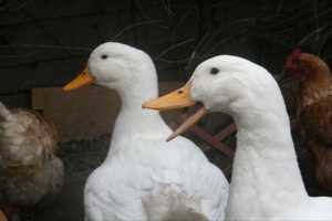 Aylesbury Ducks