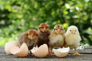 Hatched Chicks and Egg Shells