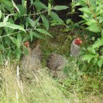 Why Keep Chickens? Pros & Cons of Chicken Keeping