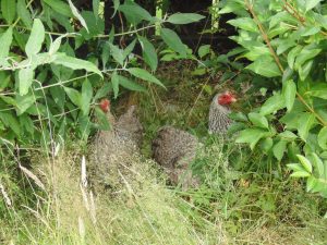 Free ranging chickens in the hedgerow