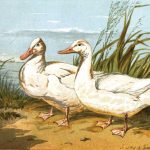 The Aylesbury Duck