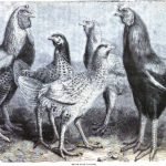 Begum Pilly Gaguzes - Indian Chickens