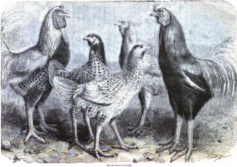 Begum Pilly Gaguzes Indian Chickens