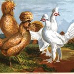 Buff Polish Chickens - Egg Production from Polish Chickens