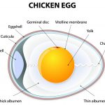 Egg Structure - The Structure of an Egg