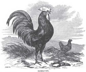 Colombian Chickens
