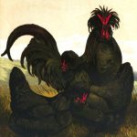 Crevecoeur Chickens