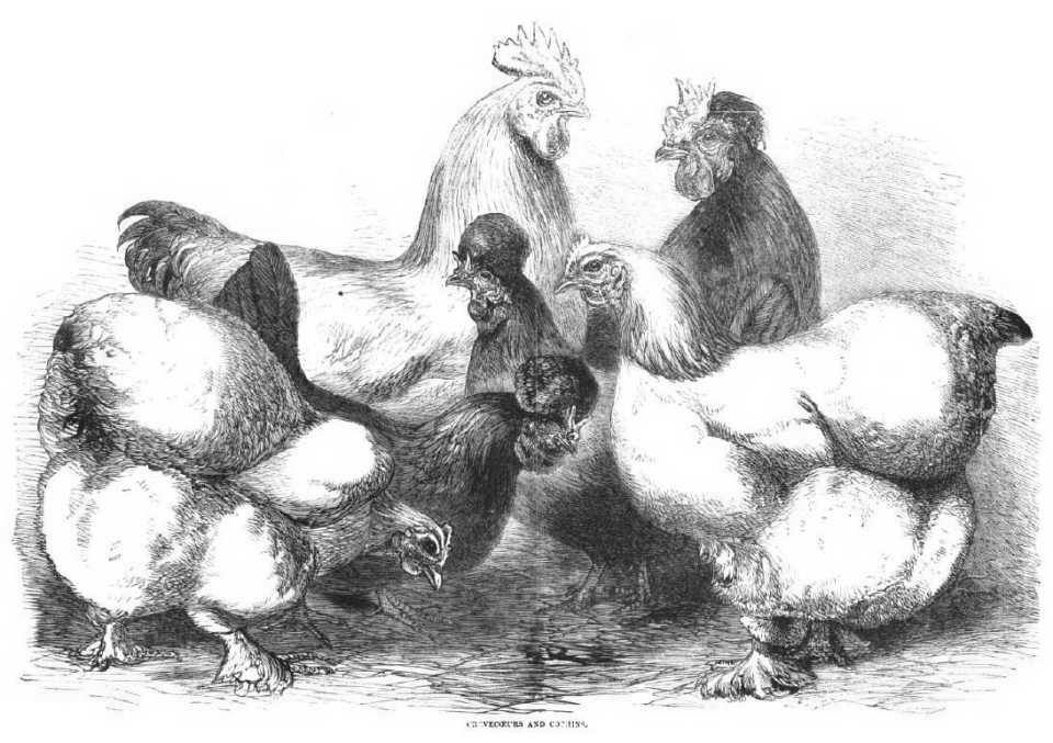 Crevecoeurs and Cochin Chickens