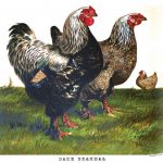Origin of Brahma Chickens