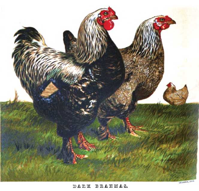Dark Brahma Chickens