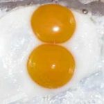 Double Yolk Eggs - What Causes Double Yolk Eggs?