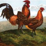Hamburgh Chickens - History & Types