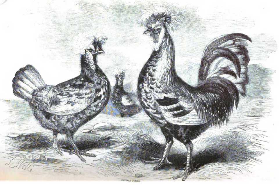 Houdan Fowl - French Poultry Breeds