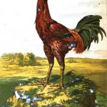 Malay Chickens - History, Size & Nature