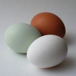 Araucana Egg Shell Colour & Genetics