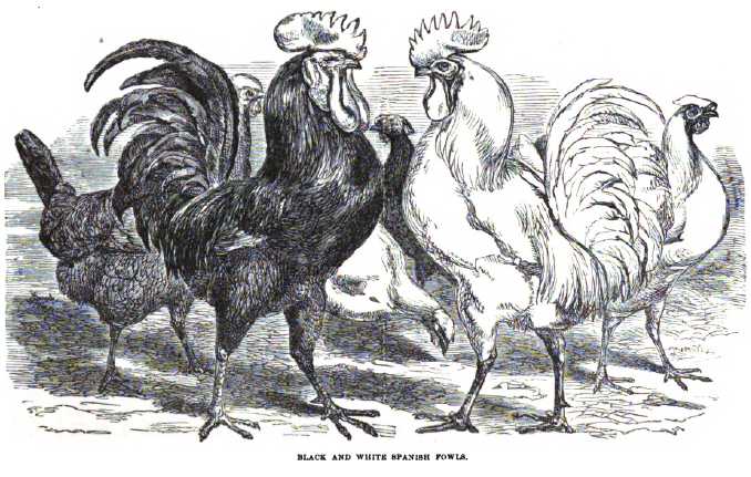 Spanish Chickens