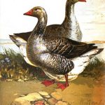 The Toulouse Goose