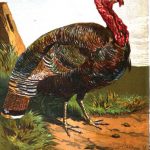 History of the Turkey in Britain