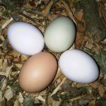 Nutritional Value of Eggs - Are Free Range Eggs Better for You?