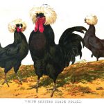 Origins of Polish Chickens