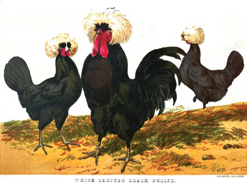 White Crested Black Polish Chickens