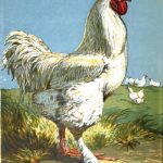 History & Origin of Cochin Chickens