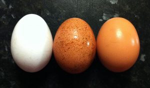Eggs of Different Colours