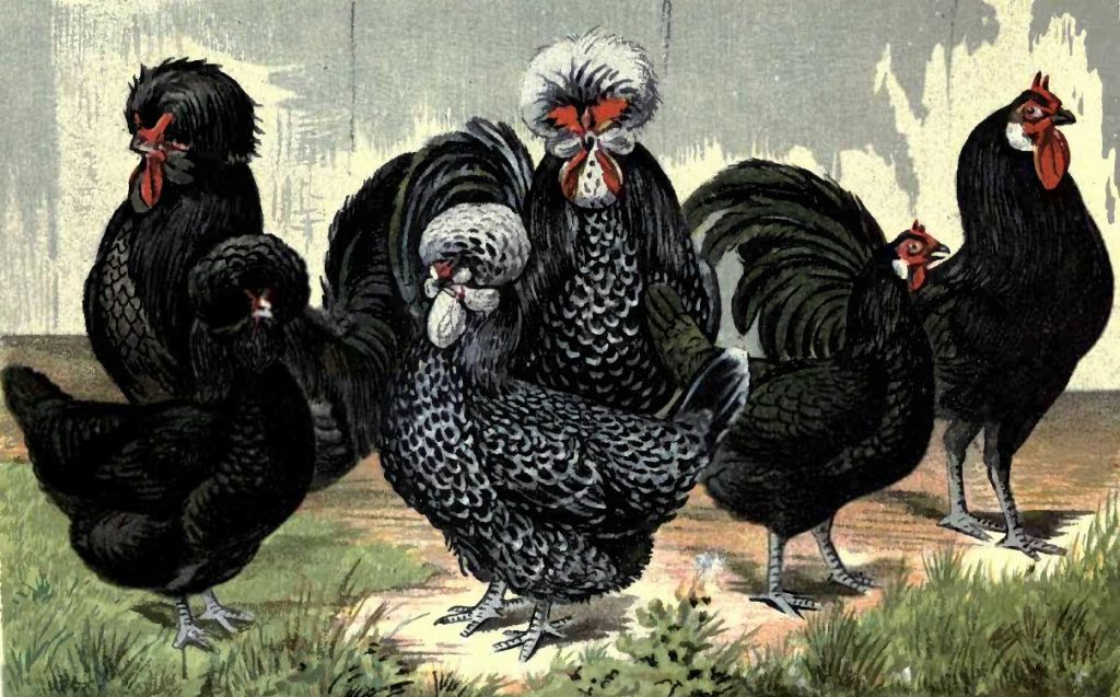 French Breeds of Chickens