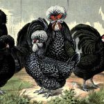 French Breeds of Chickens