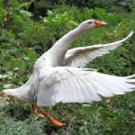 Introduction to Geese & Feeding Geese