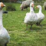 Housing Geese, Pasture, and Safety