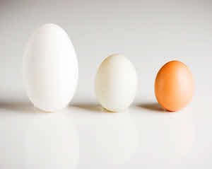 Goose, Duck and a Chicken Egg